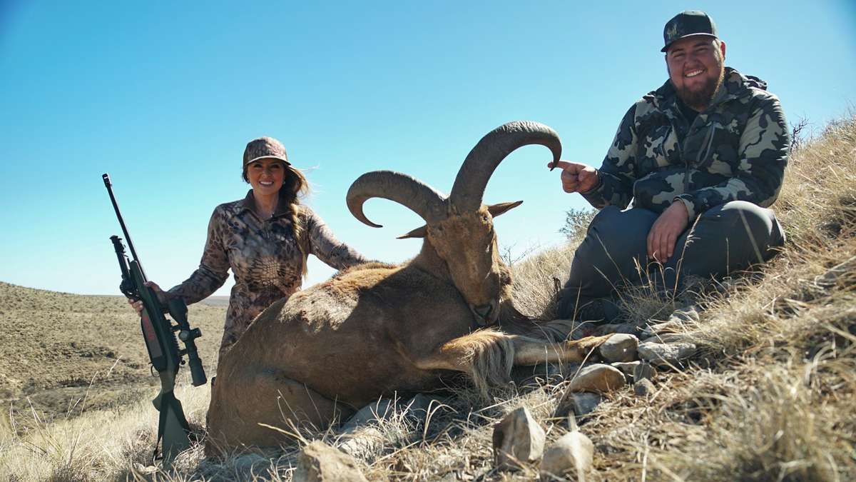 Rates & Trophy Expectations NM Aoudad Hunts